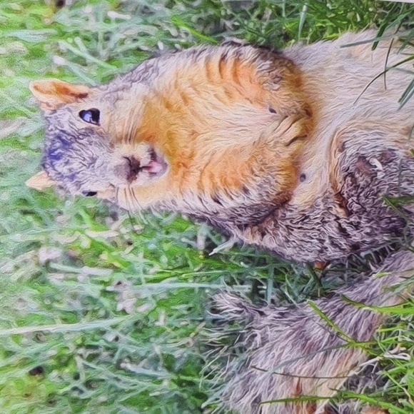 Embellished Sunburst Framed 4x6 Happy Cute Squirrel Photography Print - Picture 5 of 9